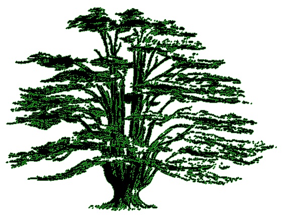 The Cedars House : Cedar tree